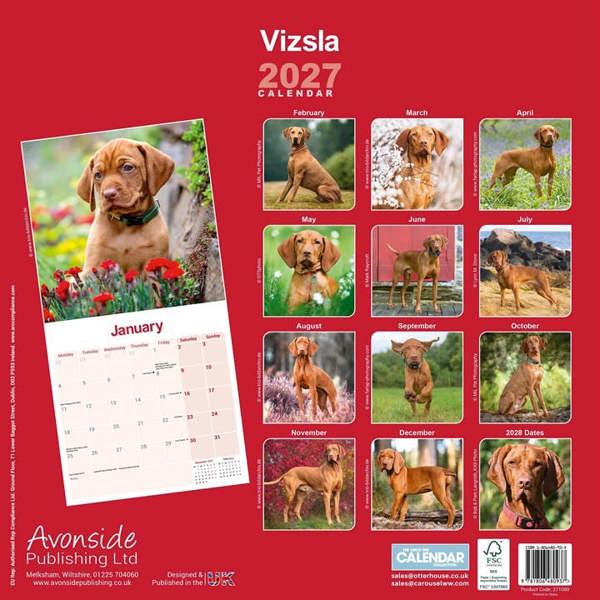 Vizsla Calendar 2027, Wall Calendars, Month To View, Dogs, Gift