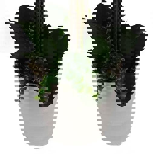 Leaf 85cm Artificial Deluxe Bush Orchid - White Flowers White Pot