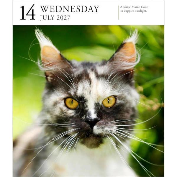 Cat Gallery Desk Calendar 2027, Desk Calendars, Day To View, Cats, Gift