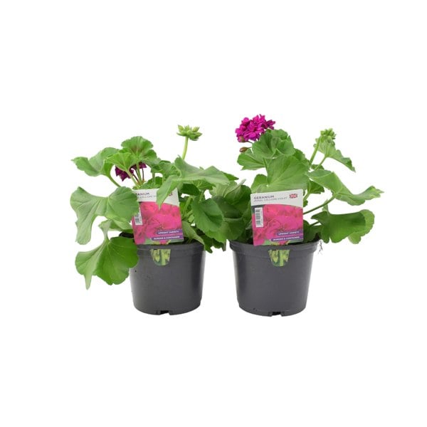 Geranium Zonal Calliope 1L Violet x 2 plants by post