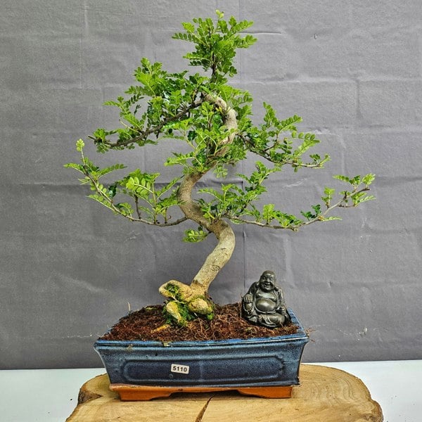 Yorkshire Bonsai Chinese Pepper (Zanthoxylum Pipertum) Bonsai Tree | Shaped | In 25cm Pot