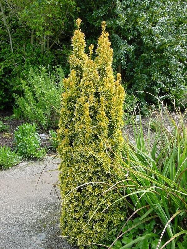 Direct Plants Taxus Standishii Golden Column Yew Tree Large Plant in a 3 Litre Pot