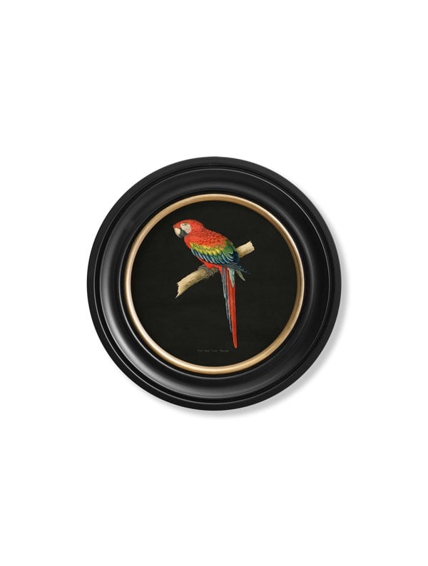 Exceptional Art C.1884 Collection of Macaws in Round Frames - Black