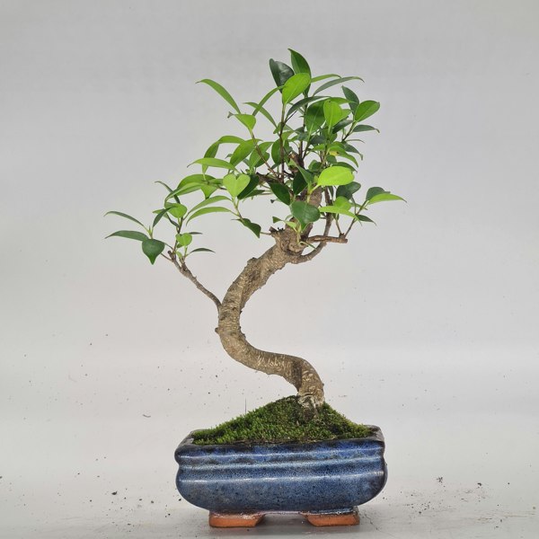 Ficus Microcarpa (Banyan Fig) Indoor Bonsai Tree | Shaped | In 15cm Pot