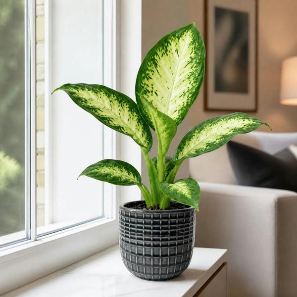 Dieffenbachia Camilla Dumb Cane 12cm Pot Plants By Post