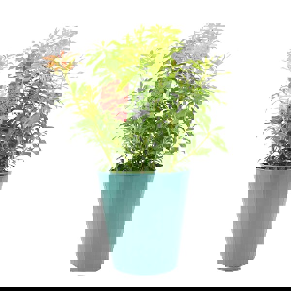 Pieris Forest Flame Unbranded