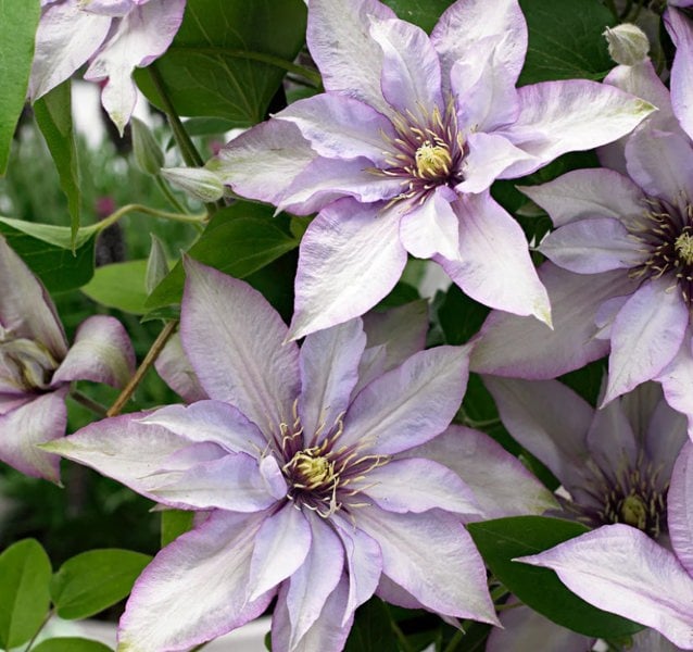 Clematis Samaritan Jo – 3L Pot – Compact Silver-Pink Flowering Patio Clematis plants by post