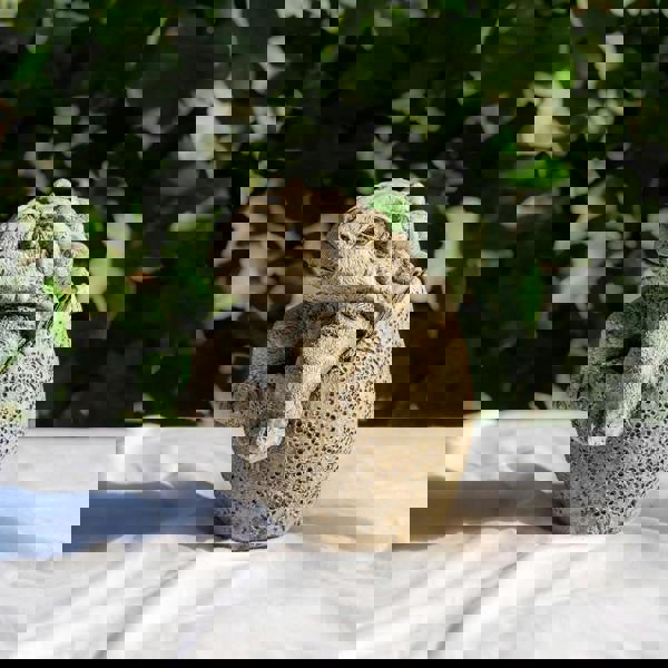 Small Stone Cast Anchisaurus Garden Sculpture Dinosaur Animal Statue