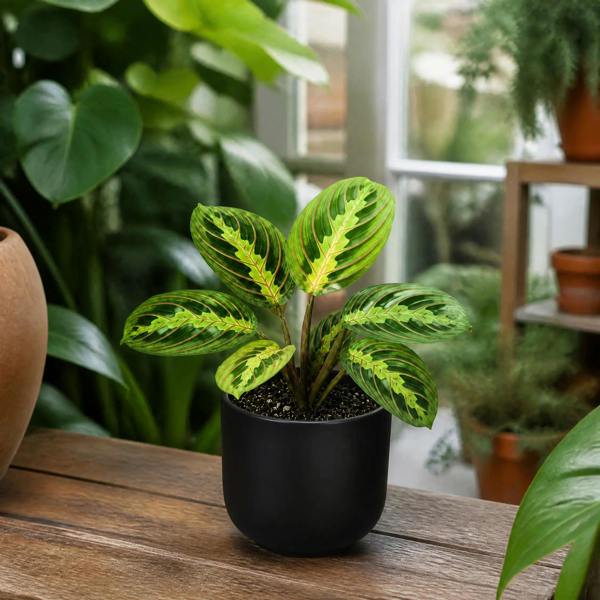 Maranta Lemon Lime Prayer Plant 12cm Pot – Variegated Indoor Houseplant The Rose Press Garden