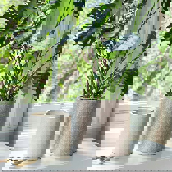 #color_ivory