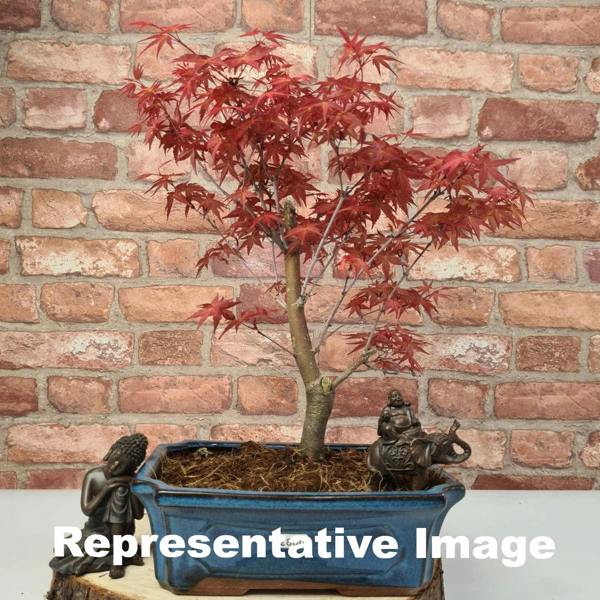 Japanese Maple (Acer) Bonsai Tree | Deshojo Informal Upright | In 25cm Pot - Yorkshire Bonsai