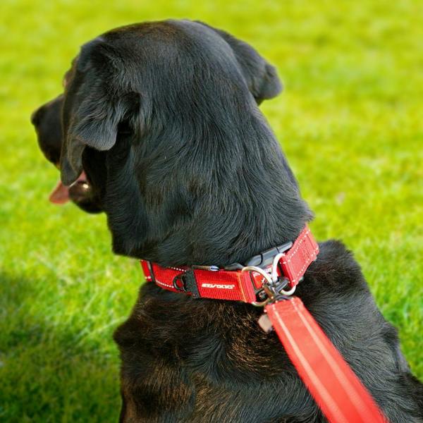 EzyDog Double Up Dog Collar in Red
