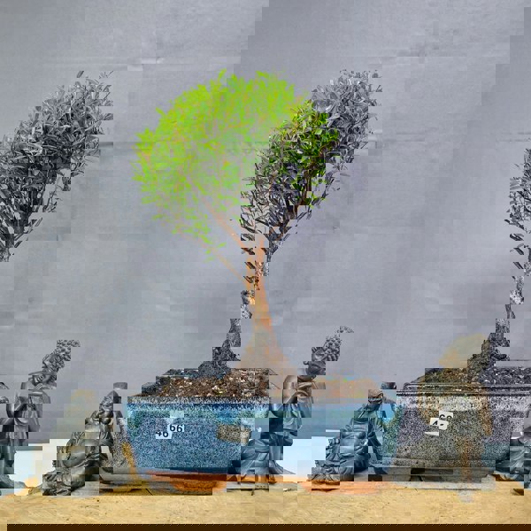 Yorkshire Bonsai Brush Cherry (Syzygium) Bonsai Tree | Broom | In 20cm Pot