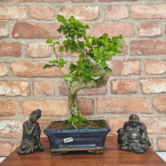 Yorkshire Bonsai Chinese Privet (Ligustrum Sinense) Bonsai Tree | Shaped | In 15cm Pot - 3917