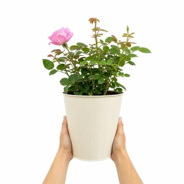 3L Pink Patio Rose Outdoor Garden Rose in Decorative Pot