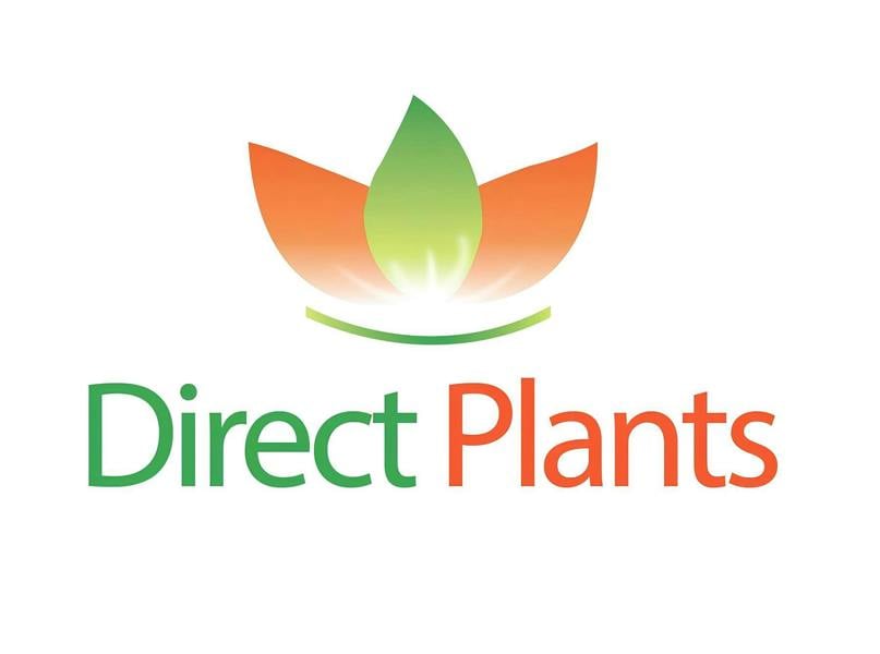 Direct Plants Pyrus Chanticleer Ornamental Pear Tree 5-6ft Supplied in a 7.5 Litre Pot