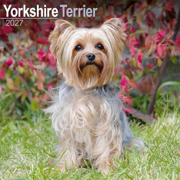 Yorkshire Terrier Calendar 2027, Wall Calendars, Month To View, Dogs, Gift