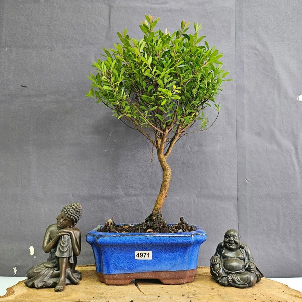 Yorkshire Bonsai Brush Cherry (Syzygium) Bonsai Tree | Broom | In 15cm Pot