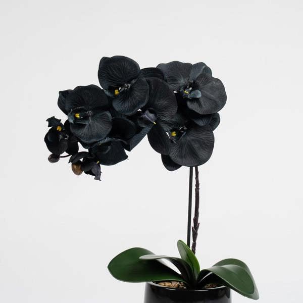 Scottish Everlastings 50cm Black Orchid in Ceramic pot