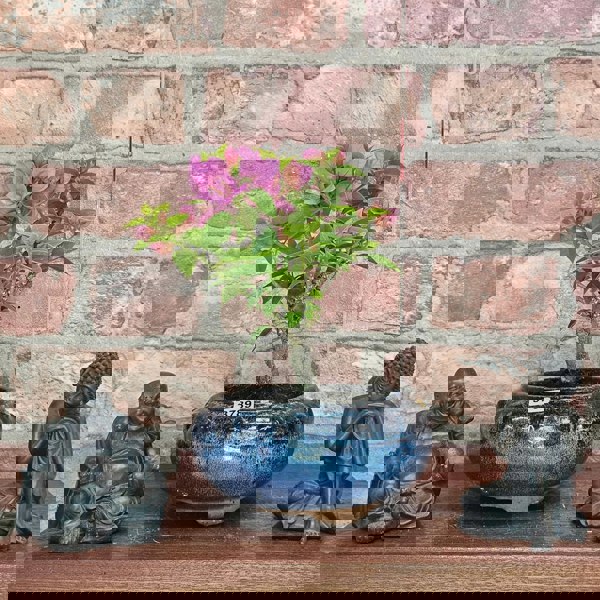 Yorkshire Bonsai Bougainvillea Bonsai Tree - In 15cm Pot