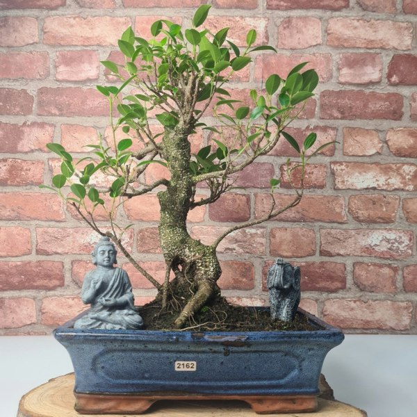 Yorkshire Bonsai Ficus Microcarpa (Banyan Fig) Indoor Bonsai Tree | Shaped | In 30cm Pot