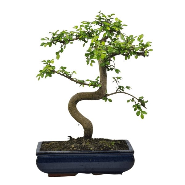 Chinese Elm (Ulmus Parvifolia) Bonsai Tree | Shaped | In 30cm Pot