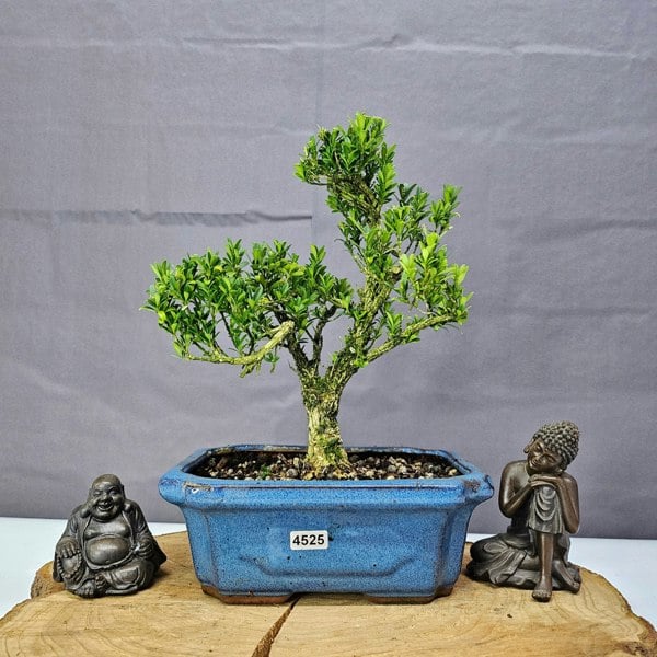 Yorkshire Bonsai Boxwood (Buxus Harlandii) Bonsai Tree | Shaped | In 20cm Pot