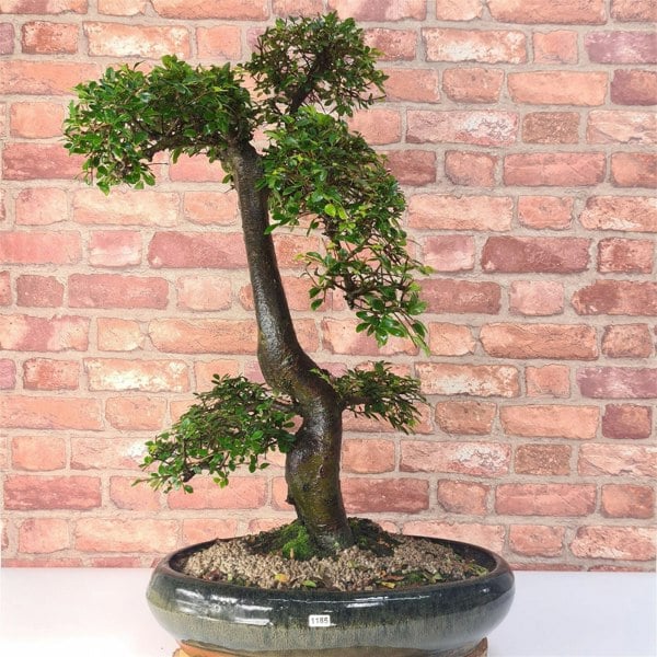 Large Chinese Elm (Ulmus Parvifolia) Bonsai Tree | Shaped | In 35cm Pot - Yorkshire Bonsai