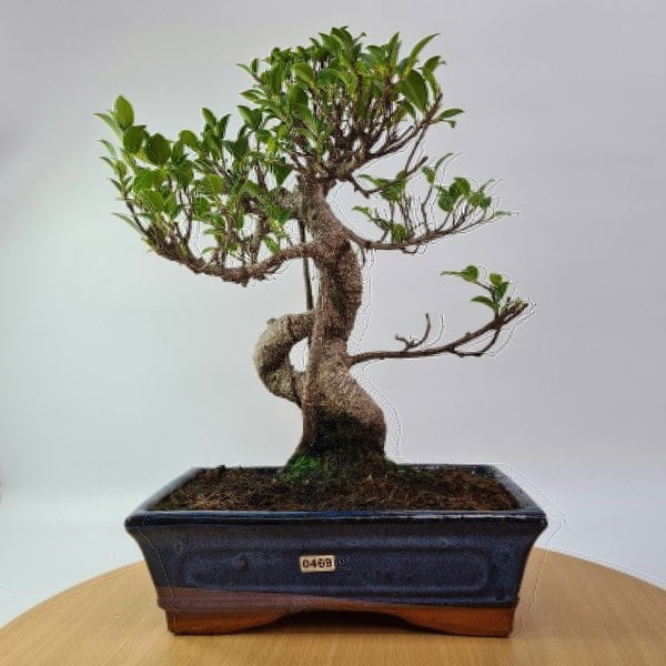 Ficus Microcarpa (Banyan Fig) Indoor Bonsai Tree | Shaped | In 25cm Pot