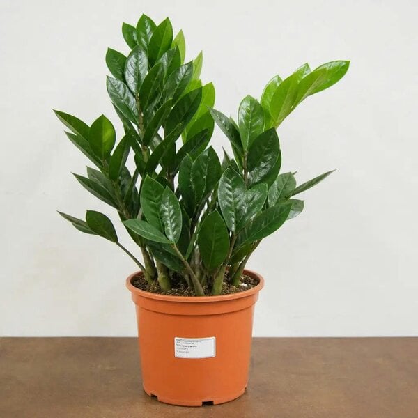 Zamioculcas Zamiifolia ZZ Plant 21cm Pot 5Ltr Easy Care Indoor Houseplant
