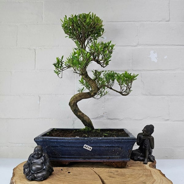 Yorkshire Bonsai Brush Cherry (Syzygium) Bonsai Tree | Shaped | In 25cm Pot