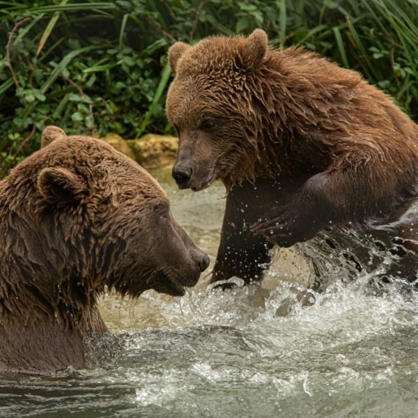 Virgin Experience Days Visit to Port Lympne Reserve with Truck Safari for Two and Shared Animal Adoption