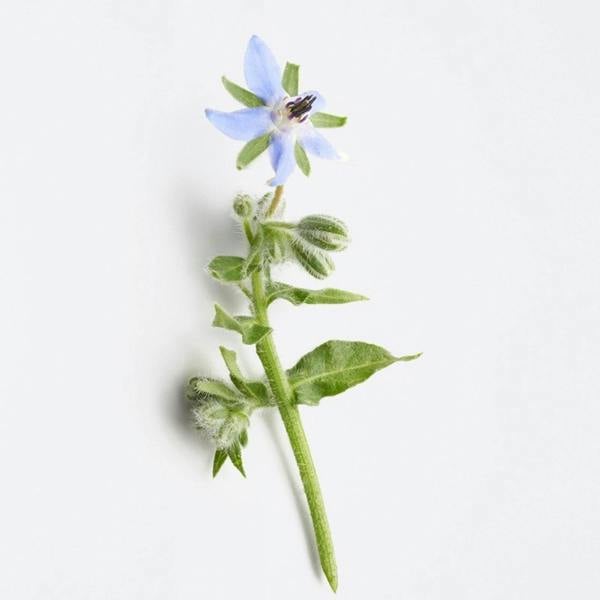 La Biosthetique Revitalising Capsules