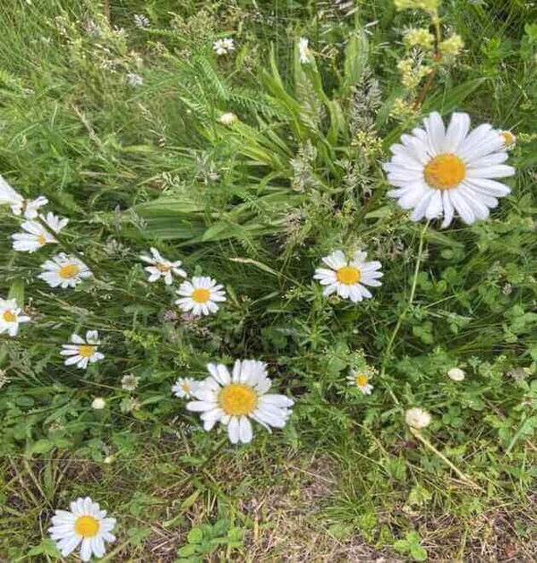 oxeye daisy in pots