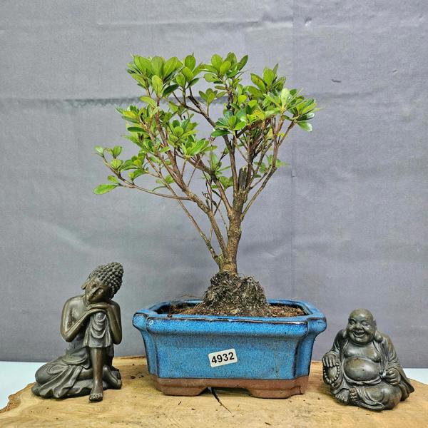 Yorkshire Bonsai Azalea (Rhododendron) Bonsai Tree | Broom | In 15cm Pot