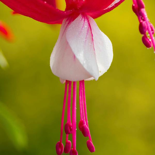 Fuchsia Snowcap Hardy Flowering Garden Shrub Plant 2L Pot