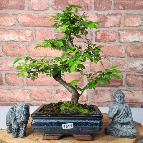 Chinese Elm (Ulmus Parvifolia) Bonsai Tree | Shaped | In 15cm Pot