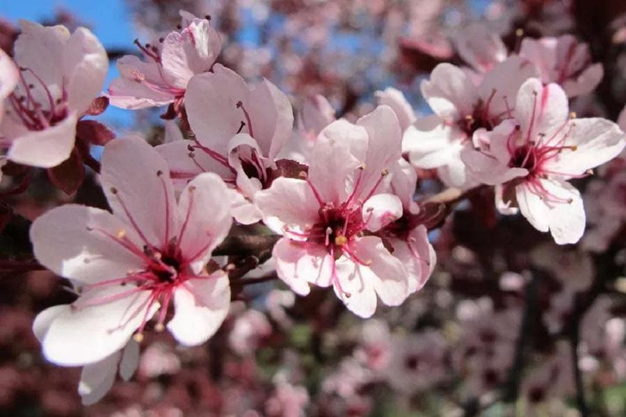 Direct Plants Prunus Nigra Cistena Patio Flowering Tree 3-4ft Supplied in a 7.5 Litre Pot