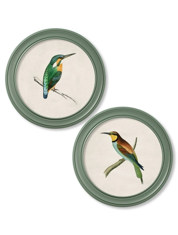 Exceptional Art c.1870 Kingfisher and Bee Eater - Round Frame Green
