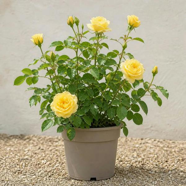 5L Rose Anniversary Wishes Yellow Rose Bush - Beautiful Flowering Garden Plant