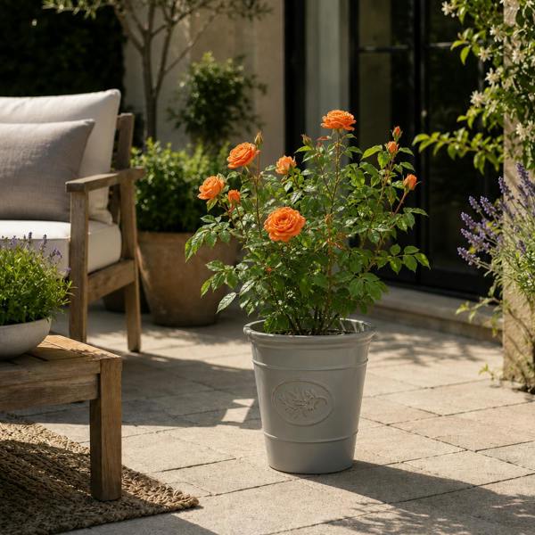 3L Orange Patio Rose in Decorative Pot Outdoor Garden Plant
