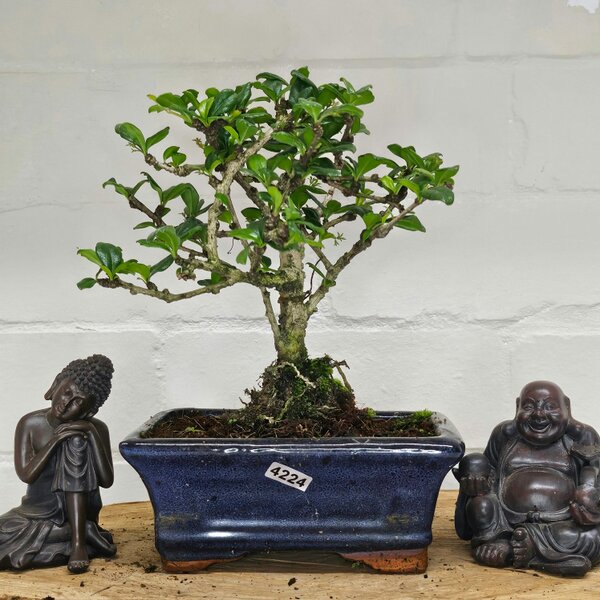 Yorkshire Bonsai Fukien Tea Tree (Carmona Retusa) Bonsai Tree | Broom | In 15cm Pot - 4224