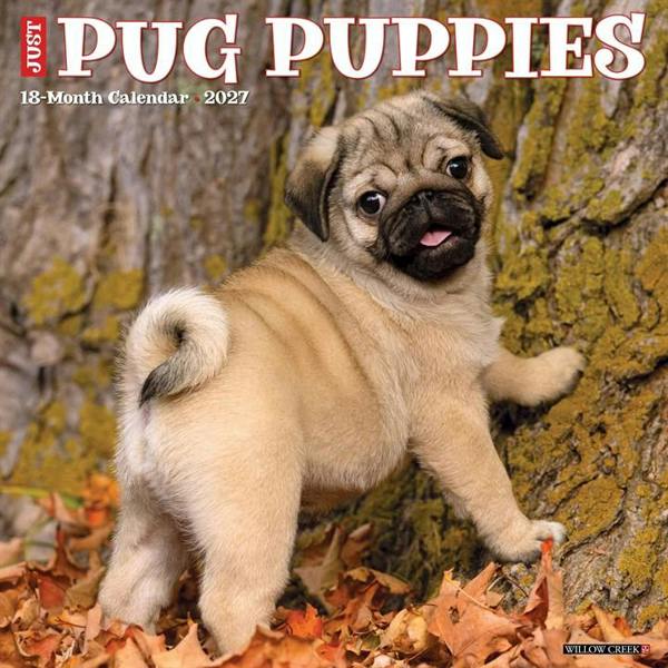 Pug Puppies Calendar 2027, Wall Calendars, Month To View, Dogs, Gift