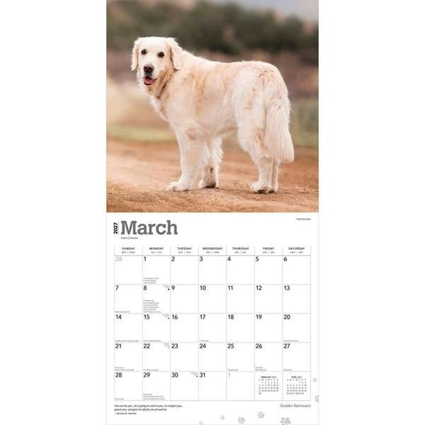 Golden Retrievers Calendar 2027, Wall Calendars, Month To View, Dogs, Gift