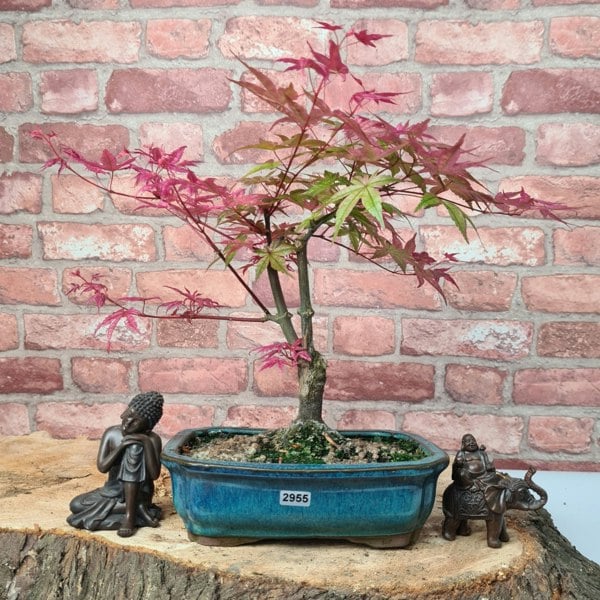 Yorkshire Bonsai Japanese Maple (Acer) Bonsai Tree | Deshojo Informal Upright | In 20cm Pot