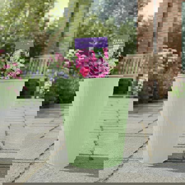 My Lovely Dad Rose - Plants By Post