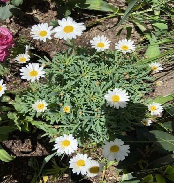 leucanthemum vulgare