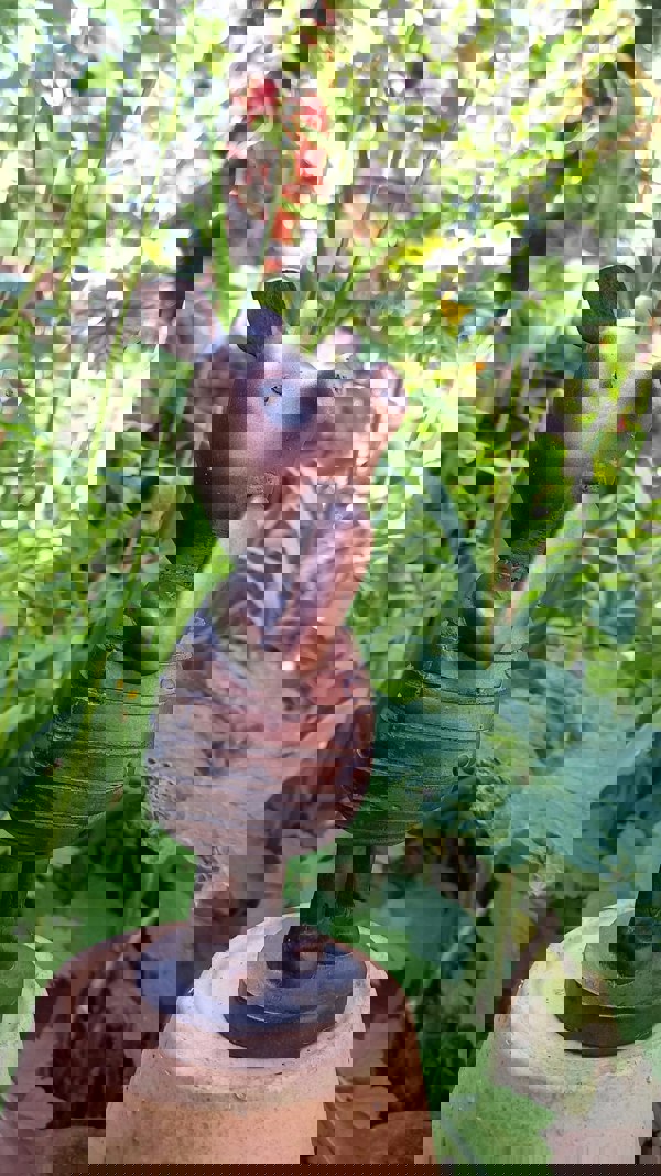 Inspirational Gifting Piglet Garden Sculpture Ornament Decor