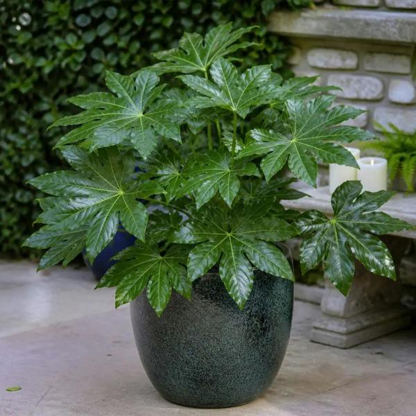 Fatsia Paper Plant 19cm Pot – Large Easy Care Indoor Houseplant