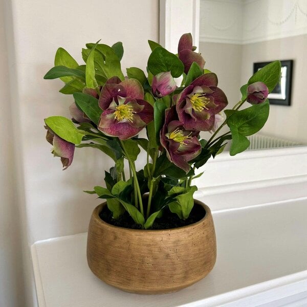 Wyld Haus Artificial Plant Deep Plum Hellebore Plant In Brown Ceramic Pot